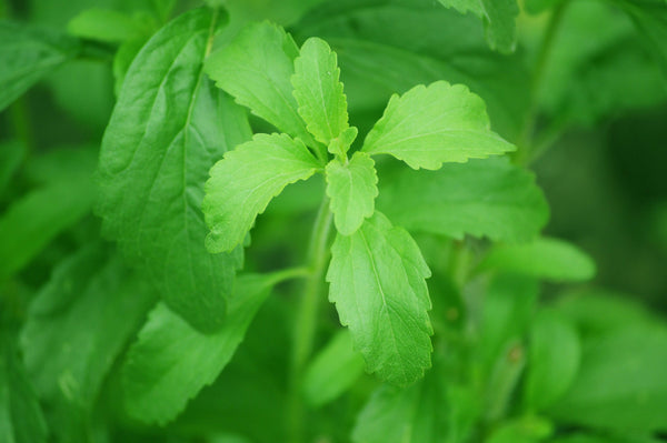 Organic Stevia Leaf Powder