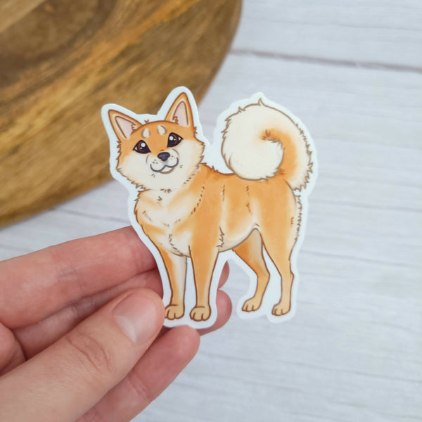 Shiba Inu 3