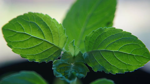 Organic Tulsi (Holy Basil) Powder